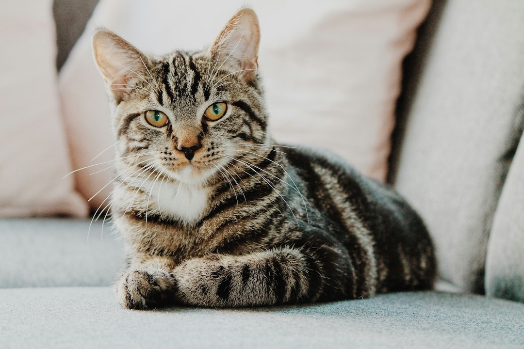 gato cinza e branco