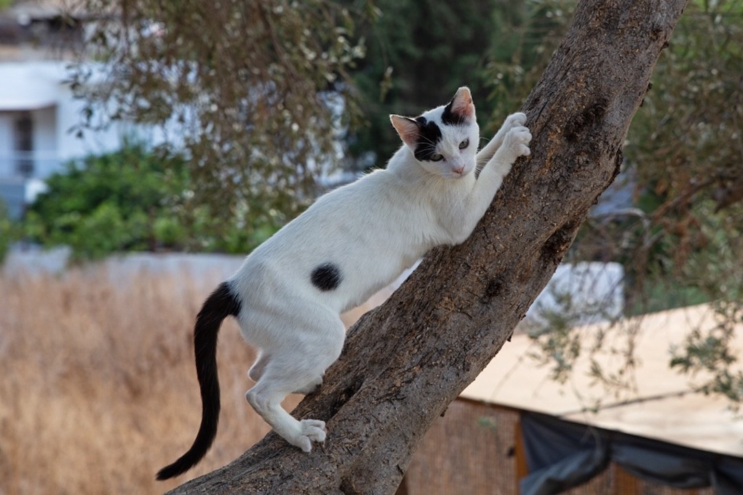 gato Sisi