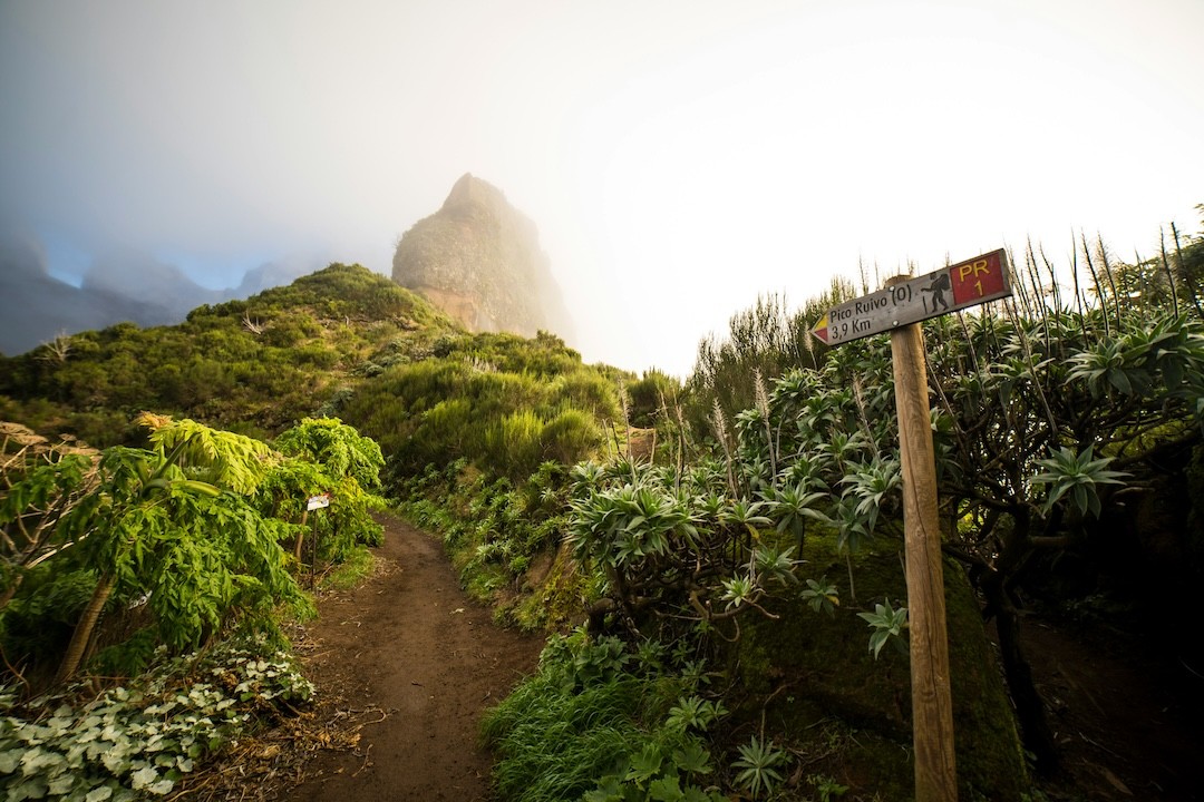 percurso de caminhada na floresta Laurissilva