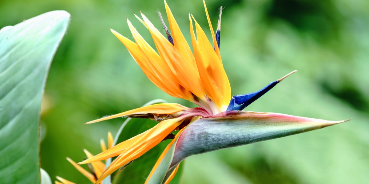 Jardim tropical