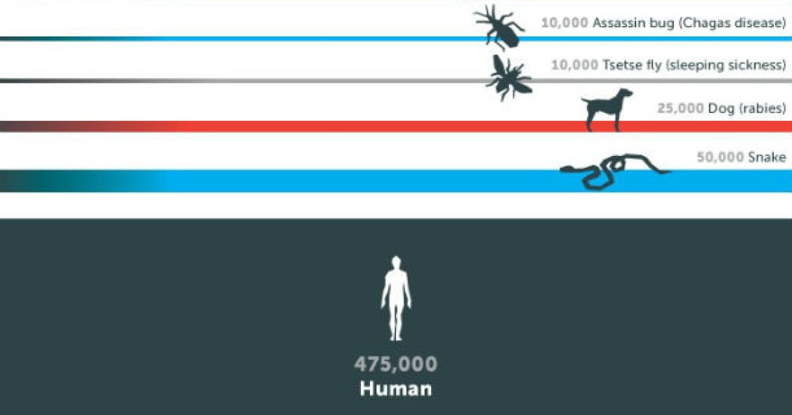 Radiografia do dia: Os animais mais mortíferos do mundo