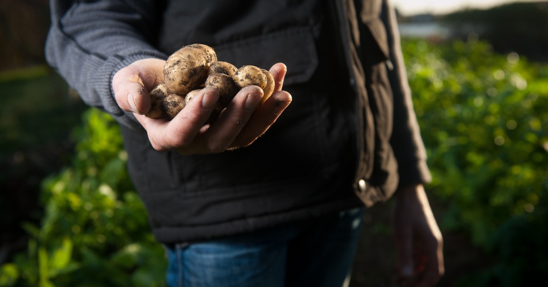 Governo já contratou mais de mil jovens agricultores num investimento de 356 milhões