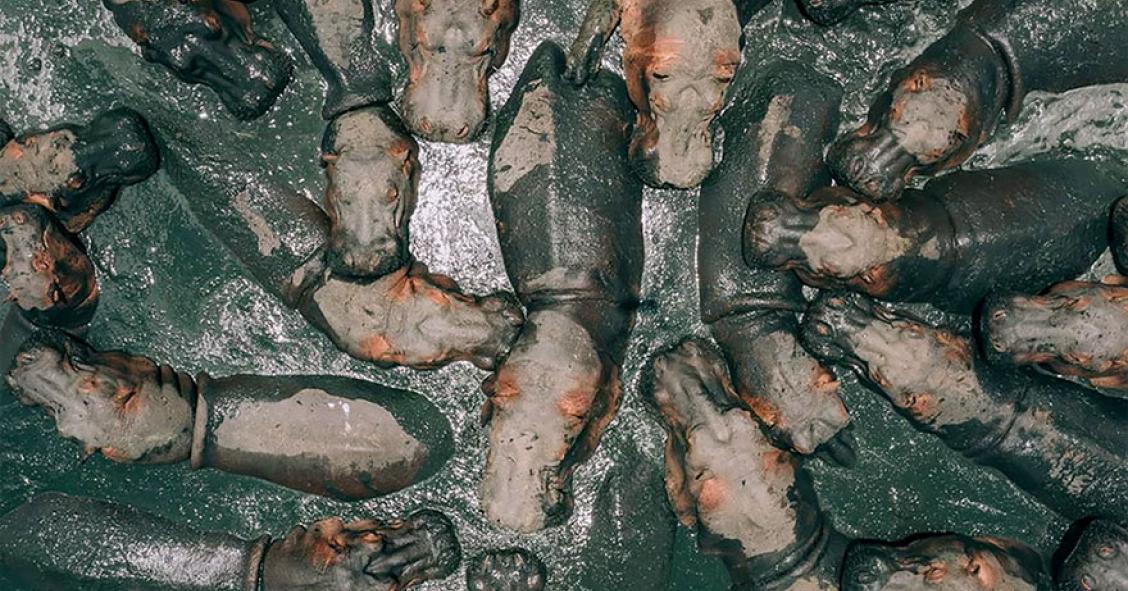 Uma 'festa' de hipopótamos