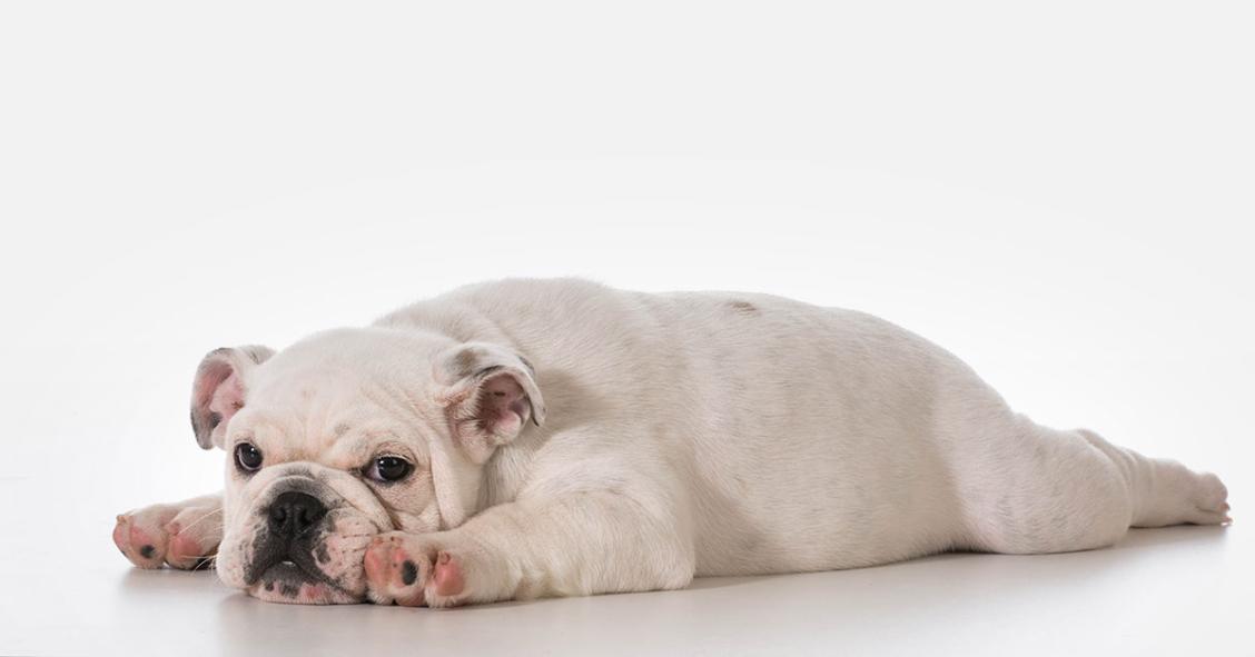 “Mini-cães” para minicasas: as raças que melhor se adaptam aos espaços pequenos