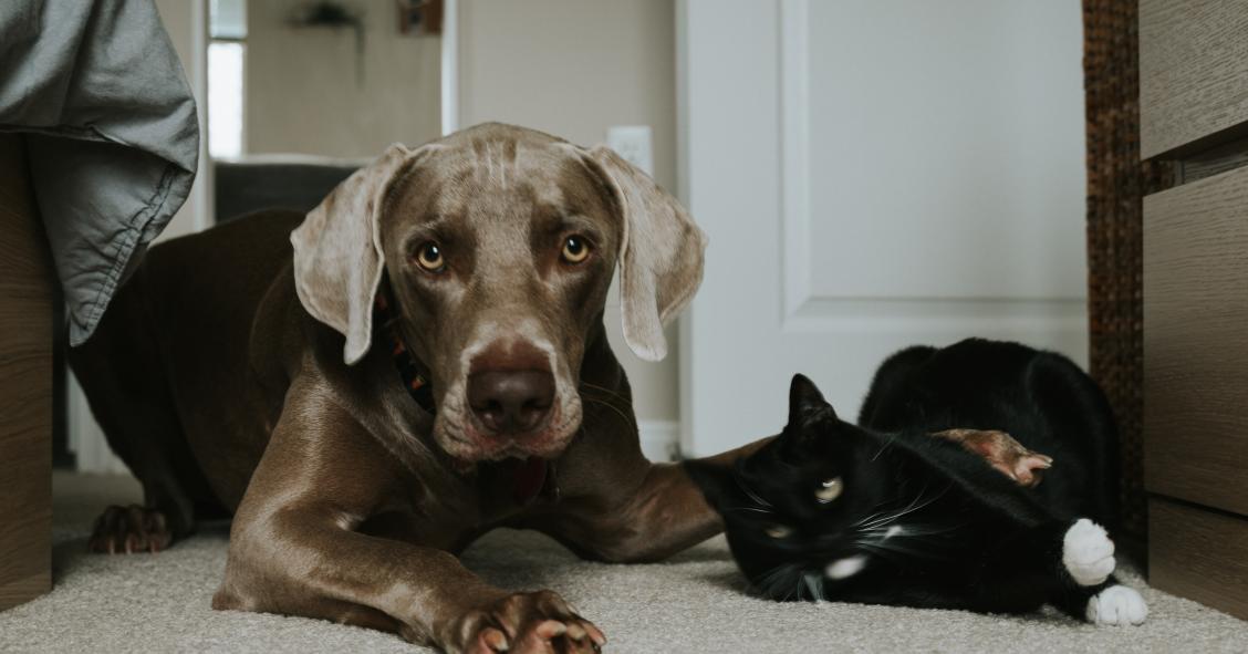 Animais de estimação nas férias: portugueses gastam mais de meio milhão em alojamentos