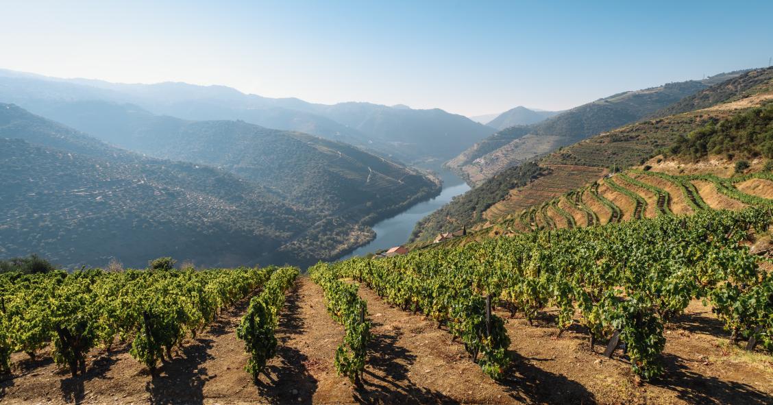 Construção de hotel de Mário Ferreira no Douro foi chumbada