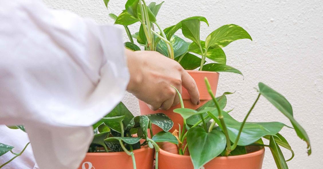Dicas para cuidar das plantas no verão