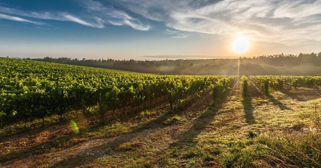 Quinta do Ortigão é comprada