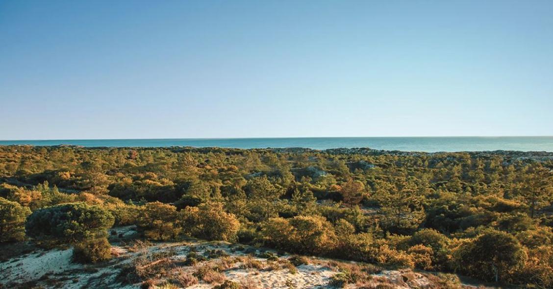 "Terras da Comporta" será a maior comunidade energética da Europa
