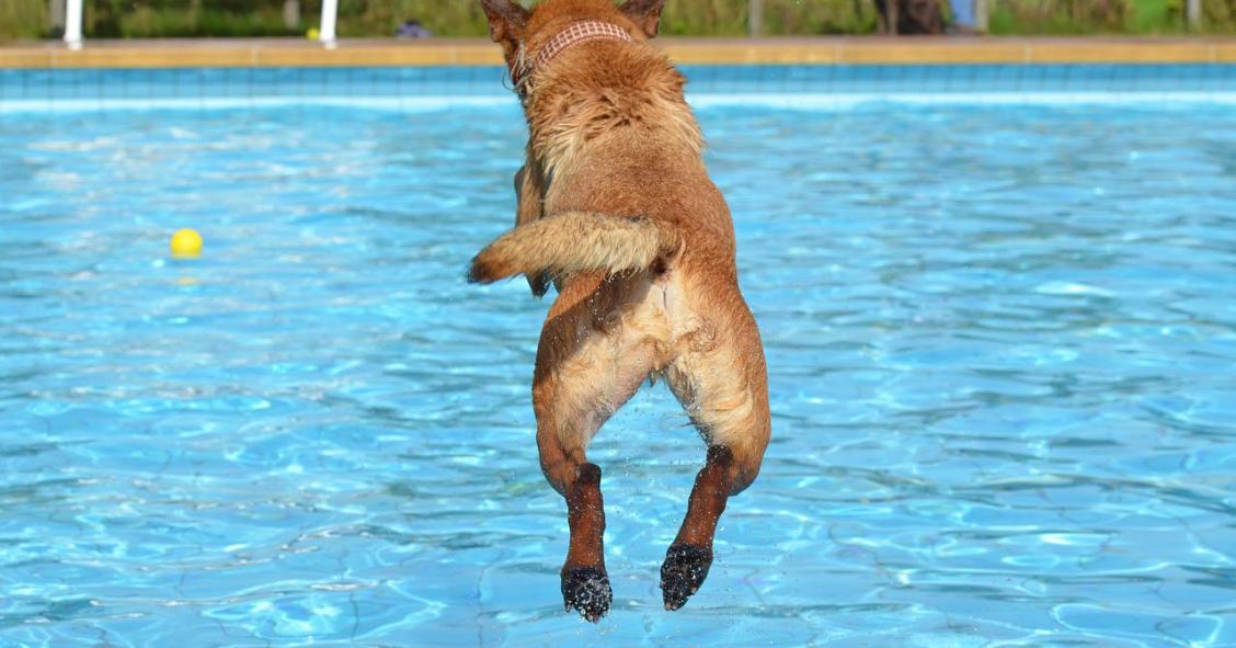 animais de estimação