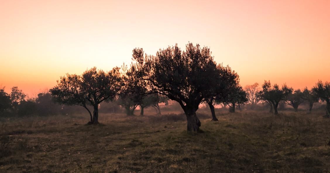 Herdade dos Machados