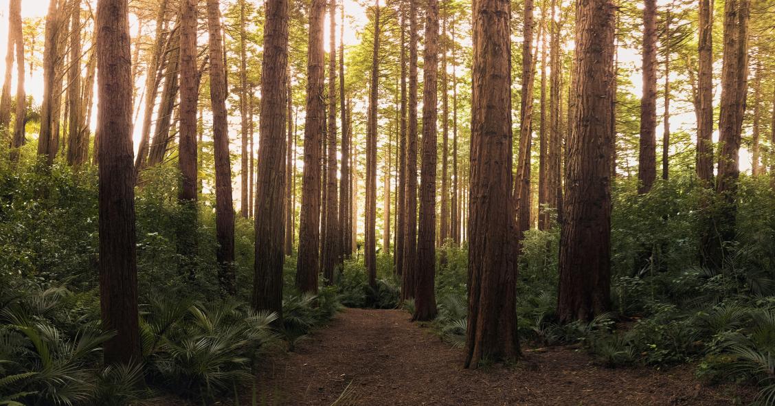 terrenos em reservas naturais