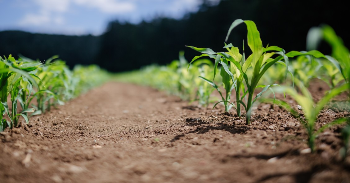 Empresas imobiliárias investem também no setor agrícola
