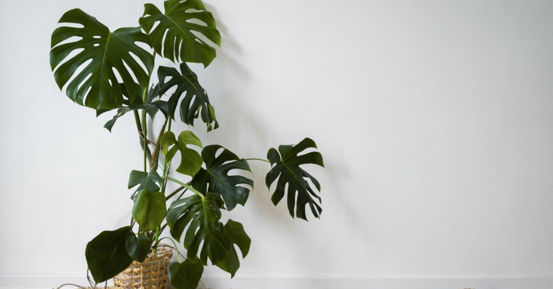 plantas de interior
