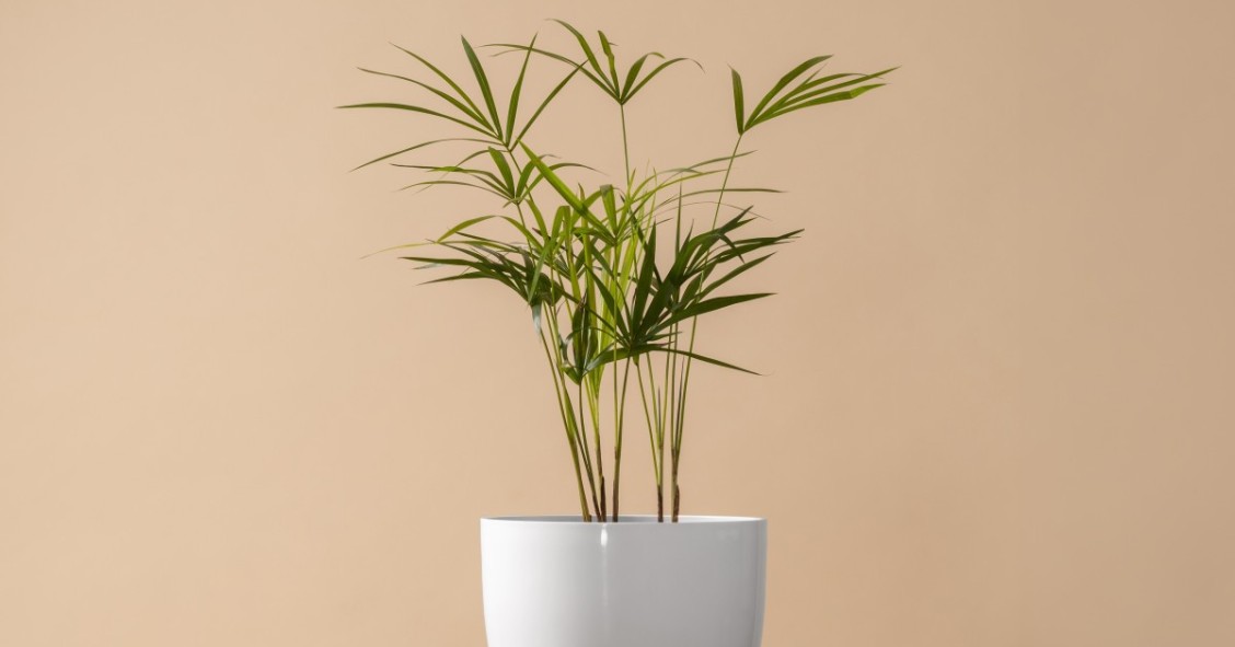 plantas de interior