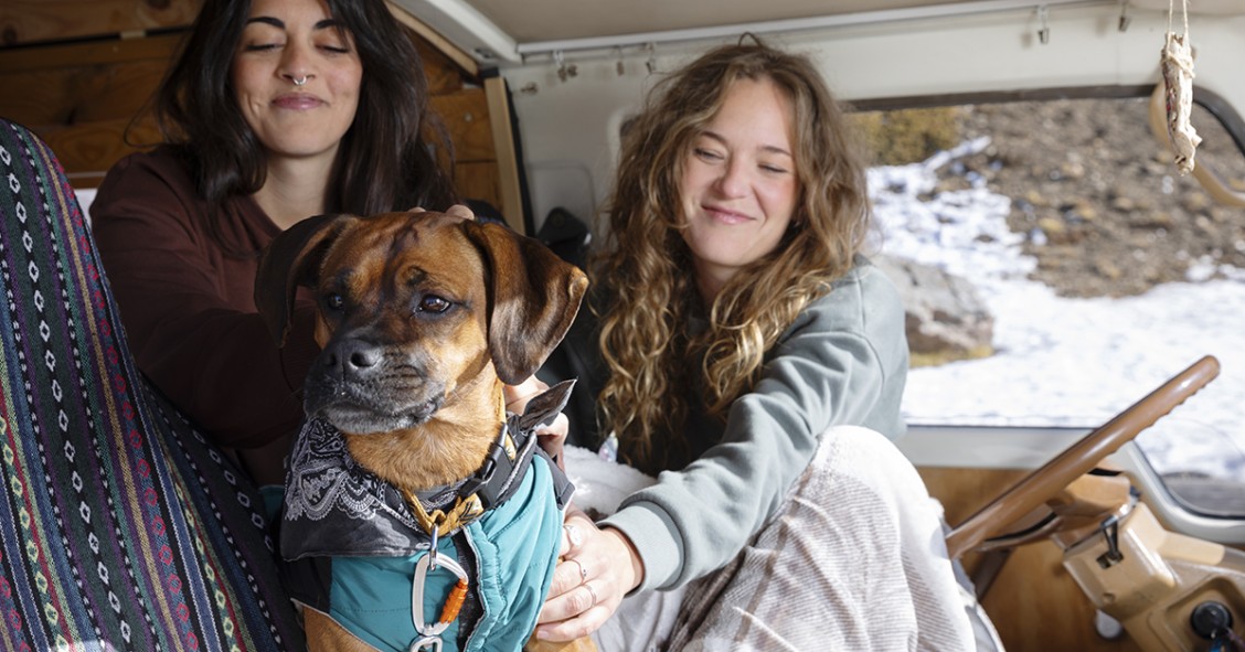 Viajar de férias com cães e gatos