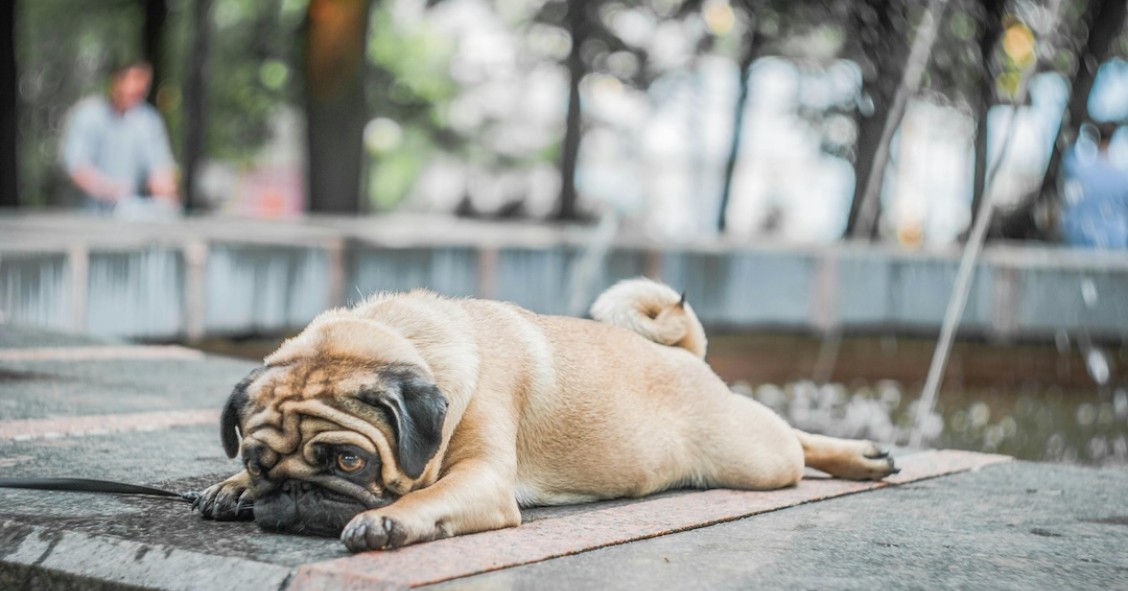 cão deitado com calor