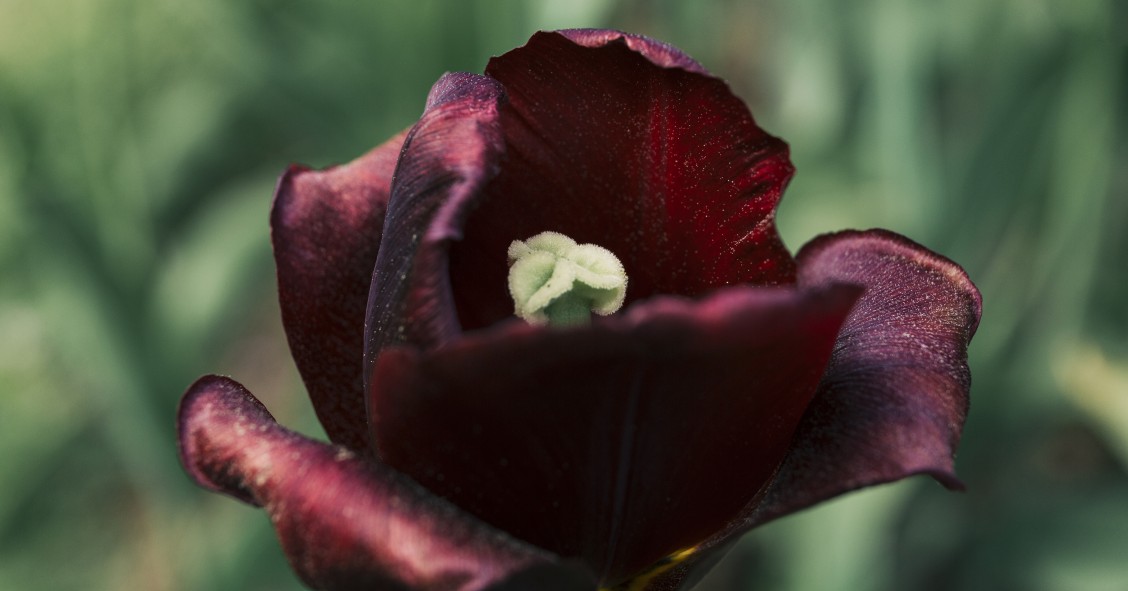 Rosa negra