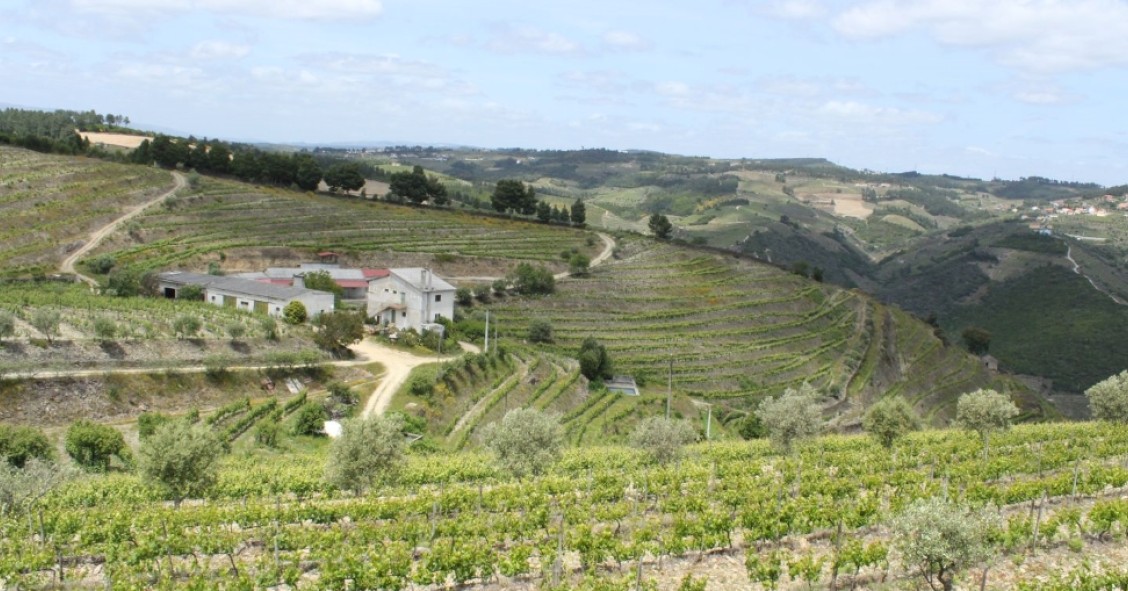 Casas nas vinhas portuguesas