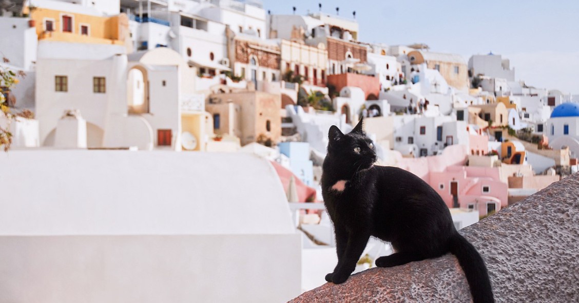 perche in grecia ci sono tanti gatti