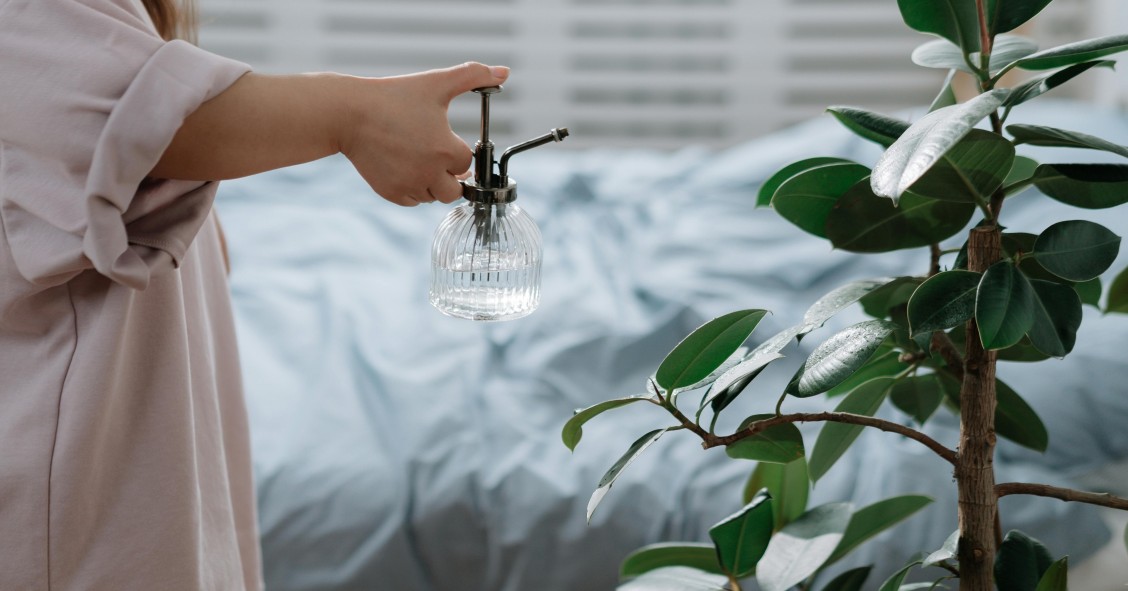 ficus benjamin