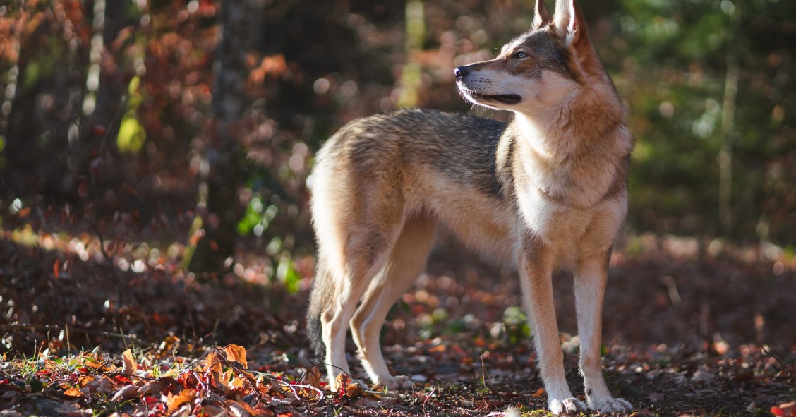 Lobo Ibérico