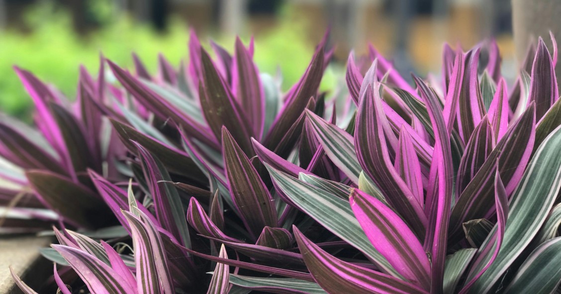 Planta da Miséria