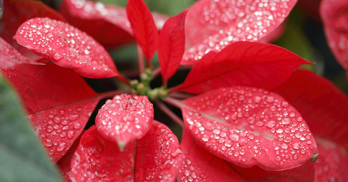Flor de Natal