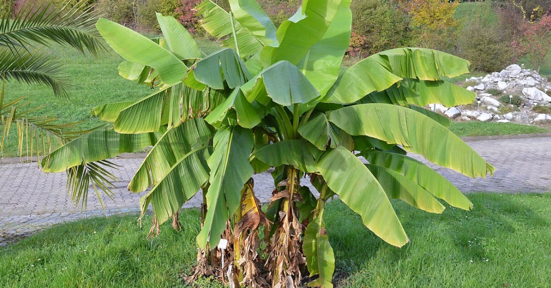 Bananeira Ornamental