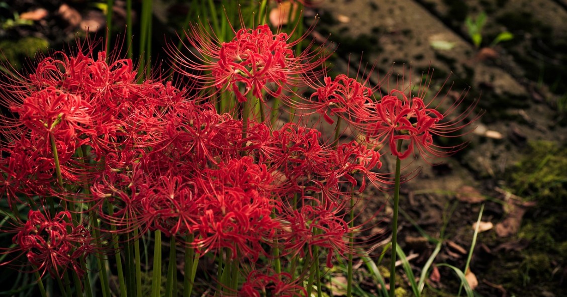 Lírio aranha vermelho