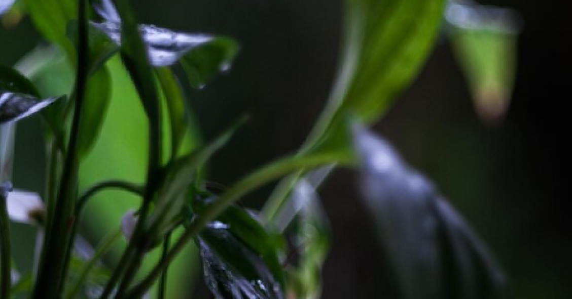 Plantas