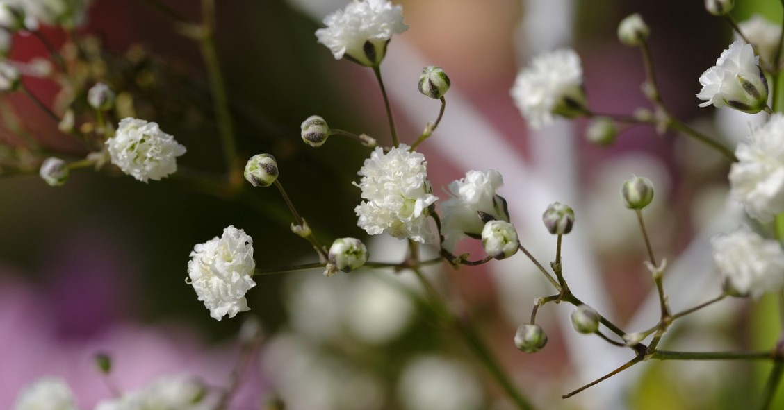 gypsophila 