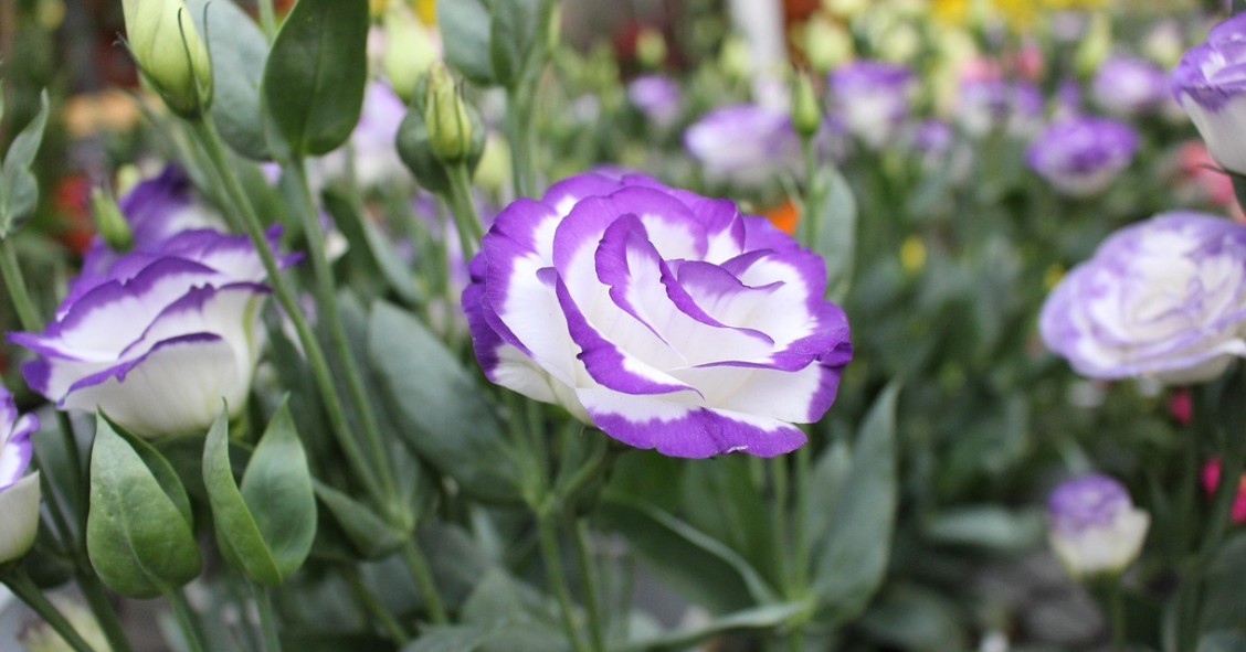 Eustoma
