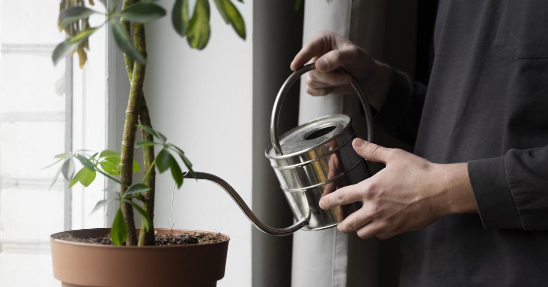 Regar as plantas