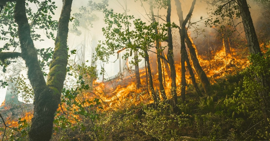 fogos florestais