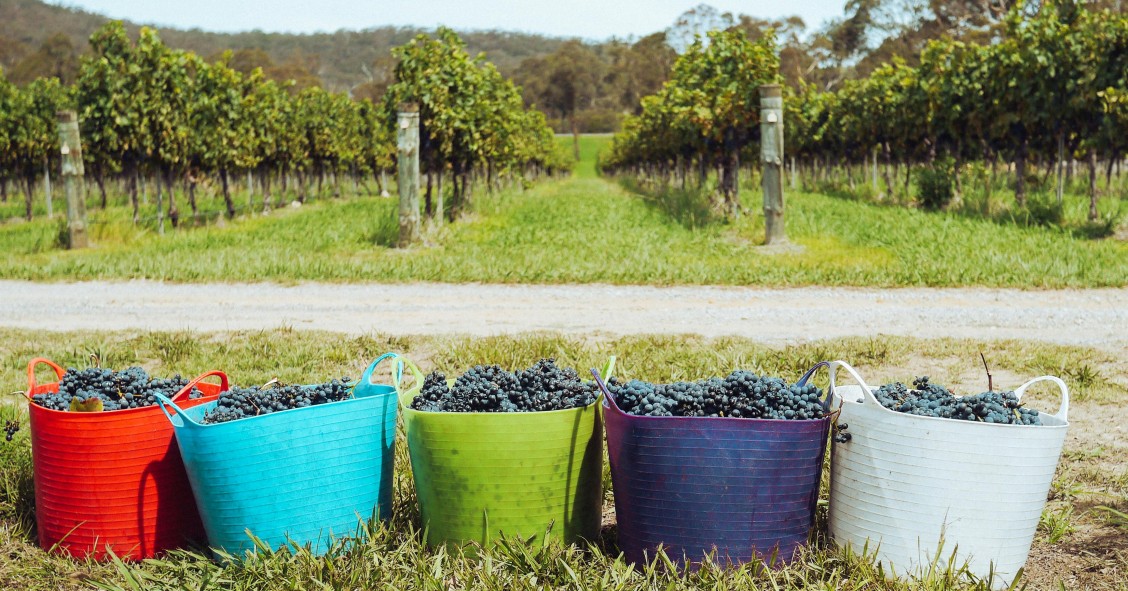 Portugal wine festival