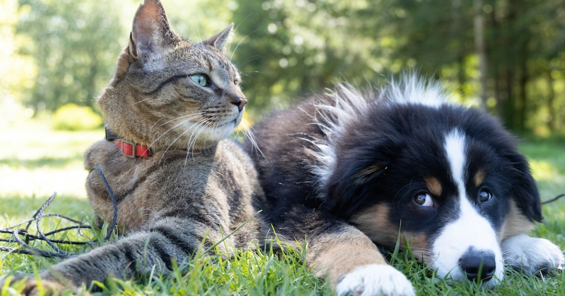 cão e gato