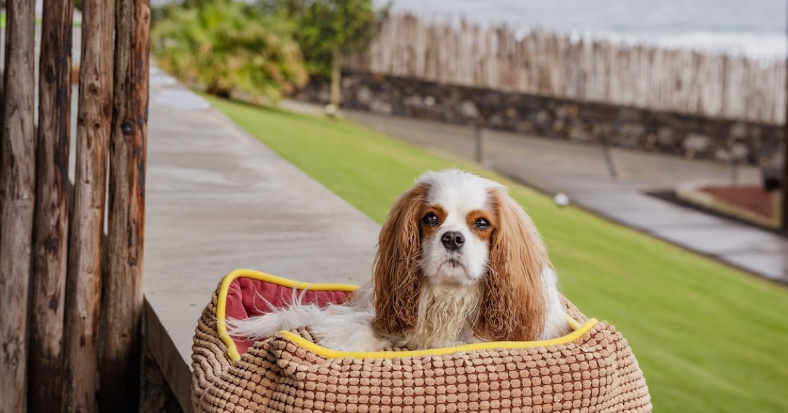 hotel para cães 