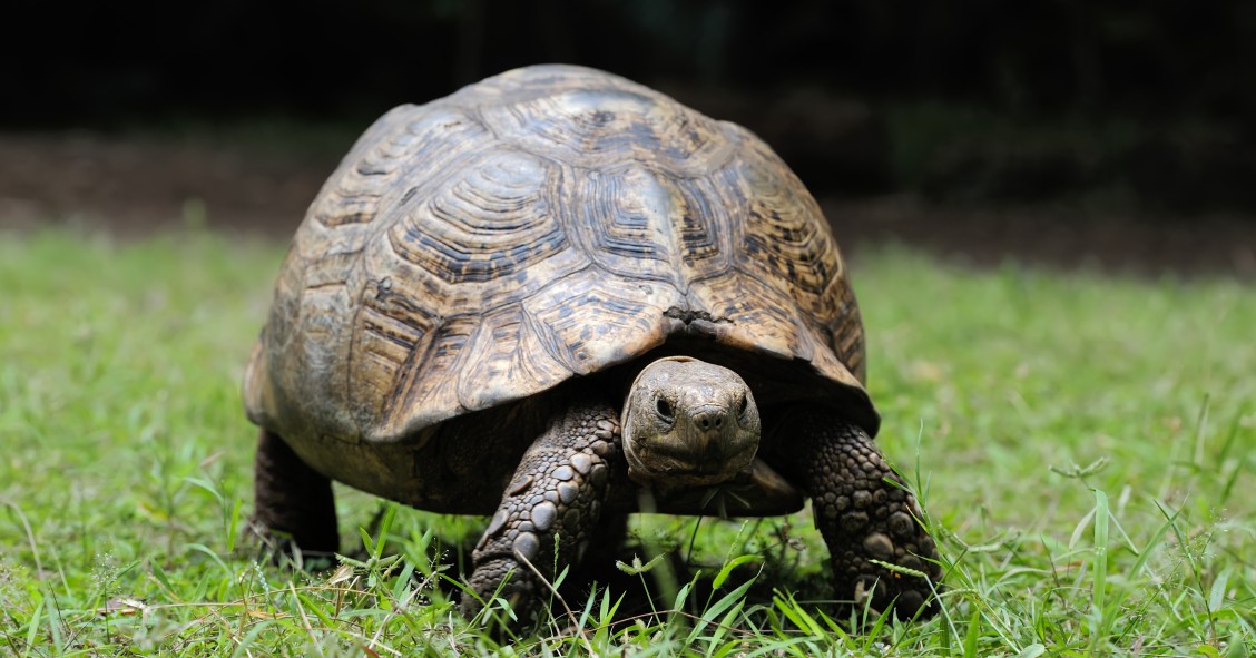 Tartaruga