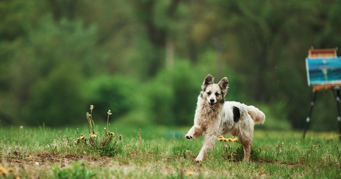 leis para cães em jardins privados
