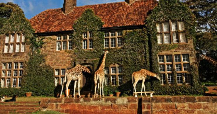 Hotel Giraffe Manor: Tomar o pequeno-almoço com girafas no Quénia (fotos)