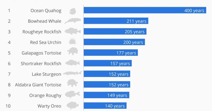 Radiografia do dia: Os 10 animais que vivem mais anos são... 