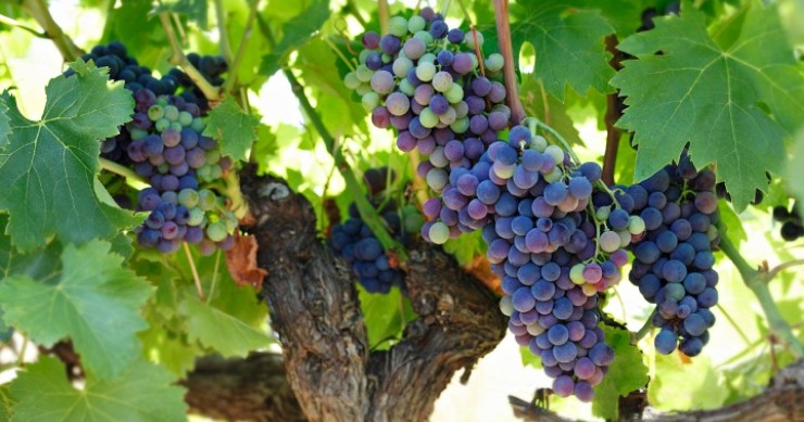 O maior produtor mundial de vinho é...