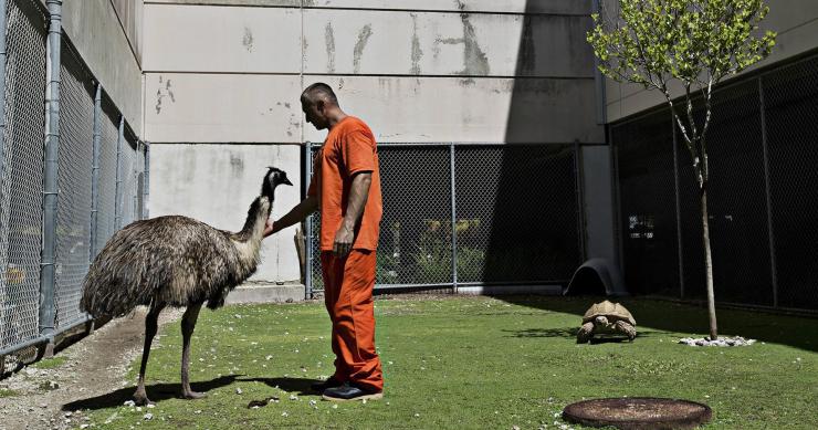 A prisão que é (também) um zoo de animais exóticos abandonados