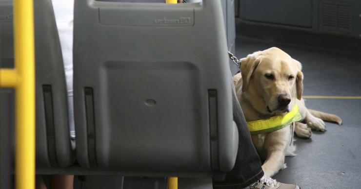 Deco Alerta: Vais de férias? Aprende a viajar com o teu animal de estimação