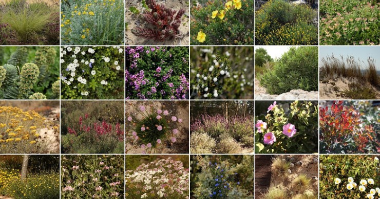 Dicas de decoração: A importância de ter plantas autóctones no jardim