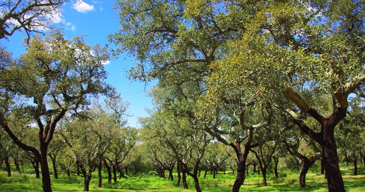 Sabes quanto vale a floresta portuguesa? 