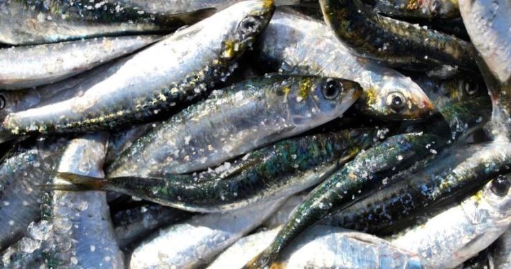 Sardinha em Portugal: Governo contradiz CE e garante que "não há sobrepesca"