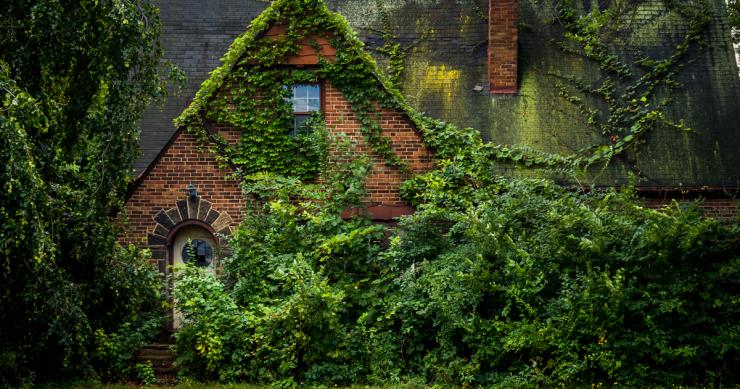 Uma casa, literalmente engolida pela natureza