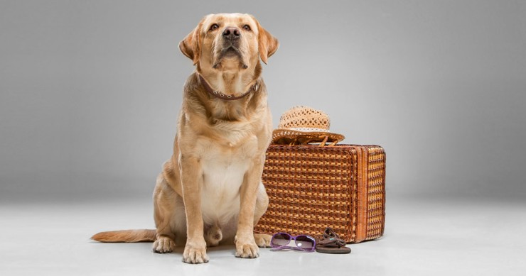 What are the rules for dogs in Portugal? What are the rules for dogs in Portugal? / Gtres